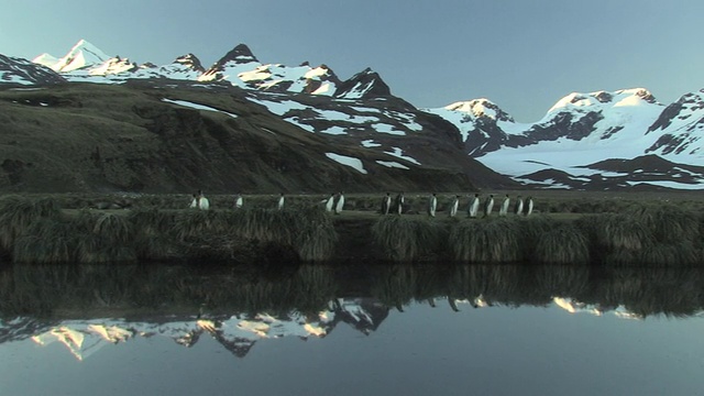 WS, PAN，国王企鹅(Aptenodytes patagonicus)沿着池塘行走，背景是雪山，南乔治亚岛，福克兰群岛，英国海外领土视频素材