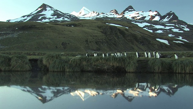 WS，国王企鹅(Aptenodytes patagonicus)沿着池塘行走，背景是雪山，南乔治亚岛，福克兰群岛，英国海外领土视频素材