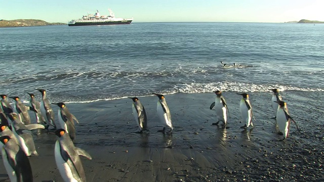 南乔治亚岛，福克兰群岛，英国海外领土，国王企鹅(Aptenodytes patagonicus)沿着海岸行走，船在海湾中视频素材