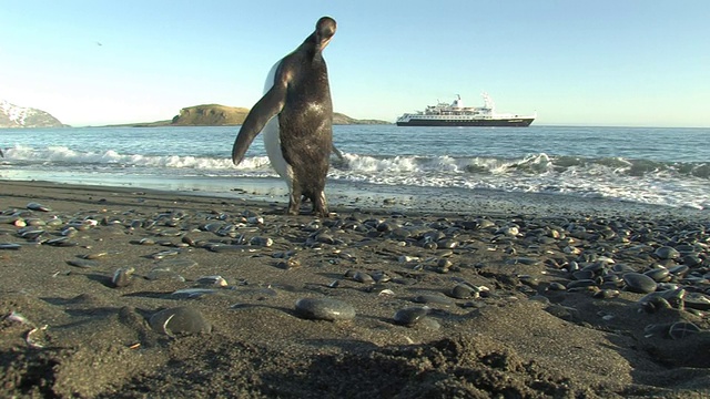 南乔治亚岛，福克兰群岛，英国海外领土，国王企鹅(Aptenodytes patagonicus)沿着海岸行走，船在海湾中视频素材