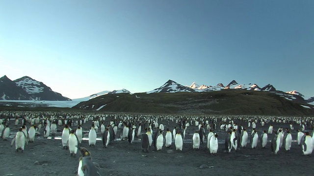 WS, PAN，王企鹅(Aptenodytes patagonicus)栖息地，雪山为背景，南乔治亚岛，福克兰群岛，英国海外领土视频素材