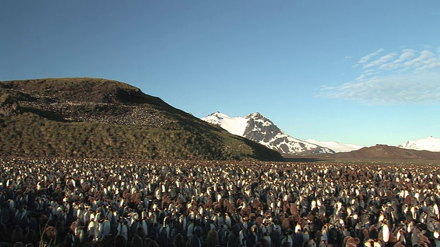 WS, PAN，王企鹅(Aptenodytes patagonicus)栖息地，雪山为背景，南乔治亚岛，福克兰群岛，英国海外领土视频素材