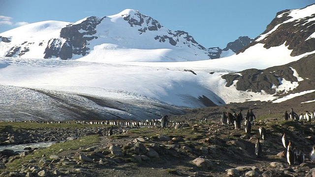 WS，王企鹅(Aptenodytes patagonicus)栖息地，雪山为背景，南乔治亚岛，福克兰群岛，英国海外领土视频素材