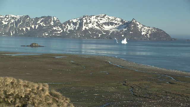 WS, HA，王企鹅(Aptenodytes patagonicus)的栖息地，海湾和山脉背景，南乔治亚岛，福克兰群岛，英国海外领土视频素材