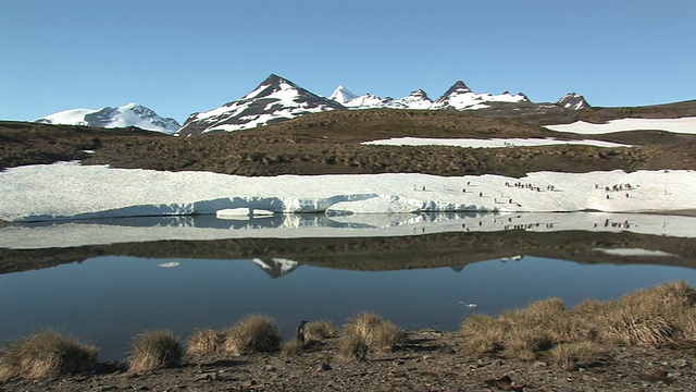 WS, HA, King penguins (Aptenodytes patagonicus) on snow patch by pond, snow capped mountains in background, South Georgia Island, Falkland Islands, British overseas territory .南乔治亚岛，福克兰群岛，英国海外领土视频素材