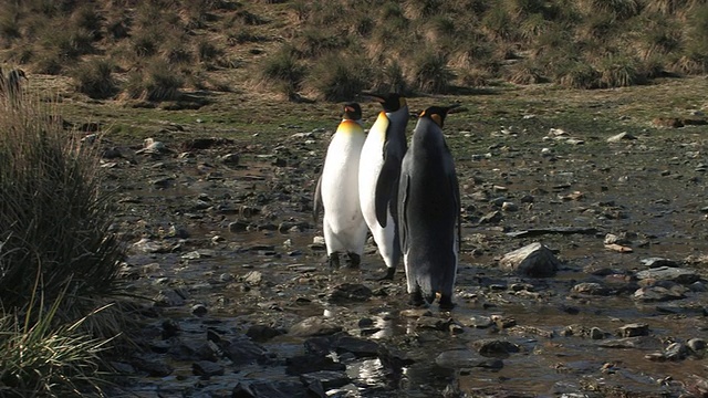 三只国王企鹅(Aptenodytes patagonicus)在小溪中涉水，南乔治亚岛，福克兰群岛，英国海外领土视频素材