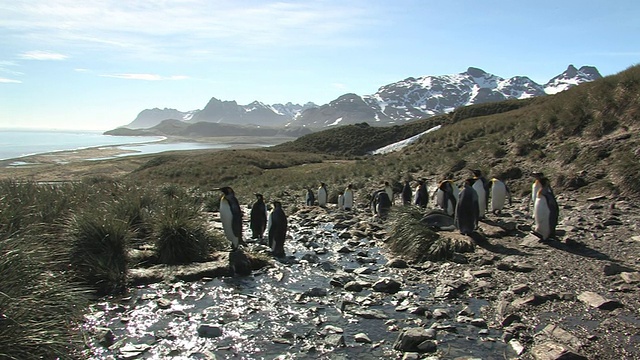 WS，国王企鹅(Aptenodytes patagonicus)附近的溪流，背景中的山脉，南乔治亚岛，福克兰群岛，英国海外领土视频素材