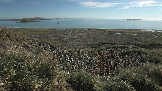 WS, HA，王企鹅(Aptenodytes patagonicus)繁鸟区，船停泊在远处的海湾，南乔治亚岛，福克兰群岛，英国海外领土视频素材