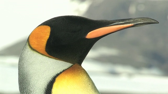 王企鹅(Aptenodytes patagonicus)，头，南乔治亚岛，福克兰群岛，英国海外领土视频素材