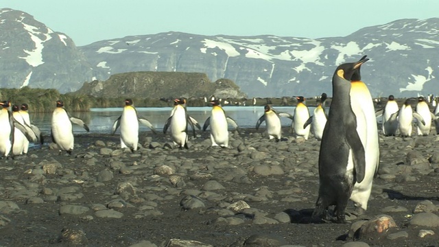 南乔治亚岛，福克兰群岛，英国海外领土，国王企鹅(Aptenodytes patagonicus)行走在鹅卵石上，背景是群山视频素材