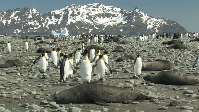 英国海外领土南乔治亚岛，福克兰群岛，国王企鹅(Aptenodytes patagonicus)和南部海狗(Arctocephalus gazella)在岩石海滩，海湾和山脉的背景视频素材