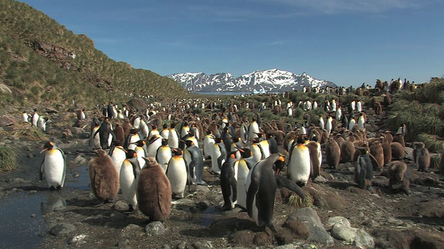 WS，国王企鹅(Aptenodytes patagonicus)行走在岩石上，背景是山脉，南乔治亚岛，福克兰群岛，英国海外领土视频素材