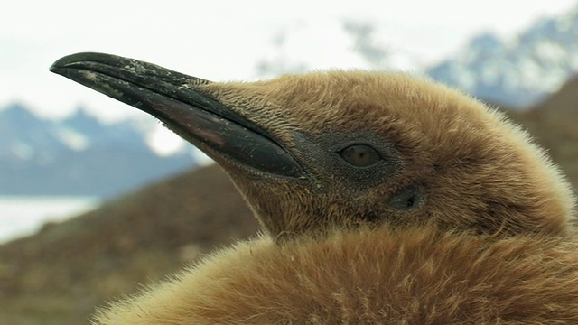 南乔治亚岛，福克兰群岛，英国海外领土，王企鹅(Aptenodytes patagonicus)幼雏视频素材