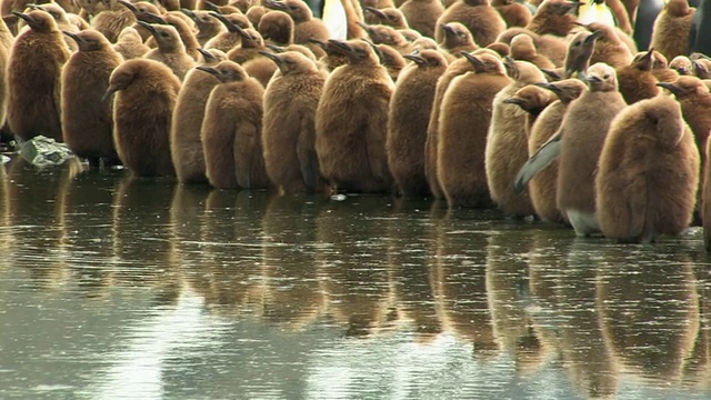 王企鹅(Aptenodytes patagonicus)沿着池塘雏，南乔治亚岛，福克兰群岛，英国海外领土视频素材