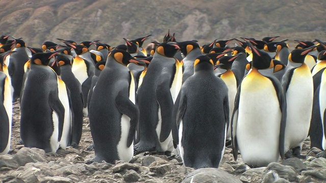 站在岩石上的国王企鹅(Aptenodytes patagonicus)，南乔治亚岛，福克兰群岛，英国海外领土视频素材