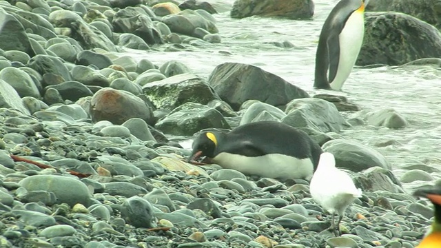 国王企鹅(Aptenodytes patagonicus)在鹅卵石海滩上，南乔治亚岛，福克兰群岛，英国海外领土视频素材