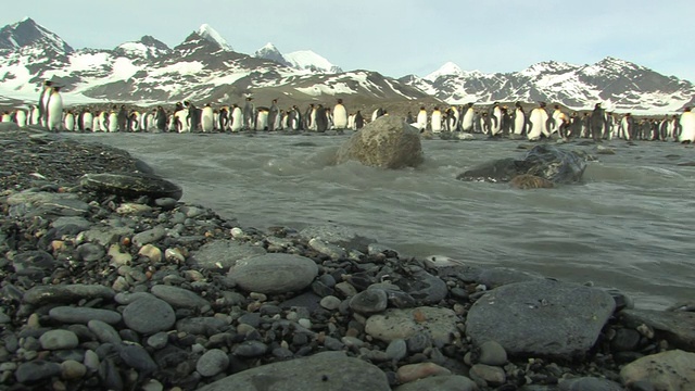 WS，国王企鹅(Aptenodytes patagonicus)站在冰川河边，前景是鹅卵石，背景是山脉，南乔治亚岛，福克兰群岛，英国海外领土视频素材