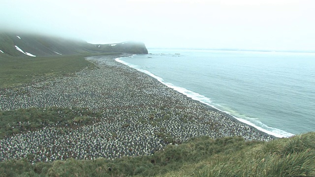 WS, HA, PAN，王企鹅(Aptenodytes patagonicus)繁殖地在山谷到海岸，长满草的山坡，南乔治亚岛，福克兰群岛，英国海外领土视频素材