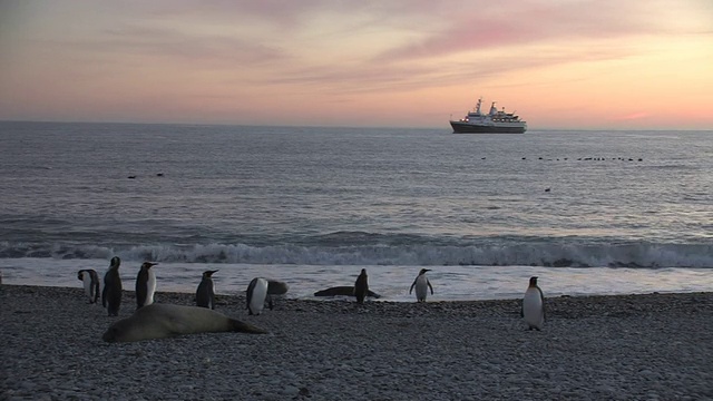 在鹅卵石海滩上，国王企鹅(Aptenodytes patagonicus)和南部象海豹(Mirounga leonina)，背景是海湾中的船只，日落，南乔治亚岛，福克兰群岛，英国海外领土视频素材