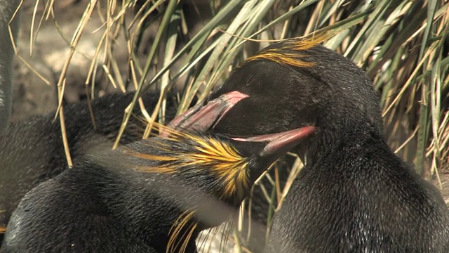 一对通心粉企鹅(Eudyptes chrysolophus)在高高的草丛中梳理，镜头拍摄，南乔治亚岛，福克兰群岛，英国海外领地视频素材