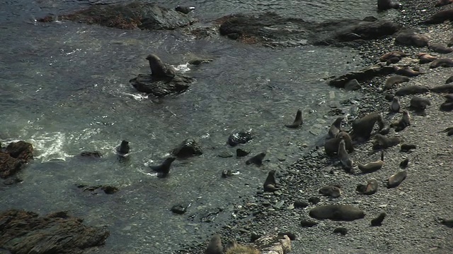 英国海外领地，南乔治亚岛，福克兰群岛，南海狗(Arctocephalus gazella)在岩石海岸线游泳视频素材