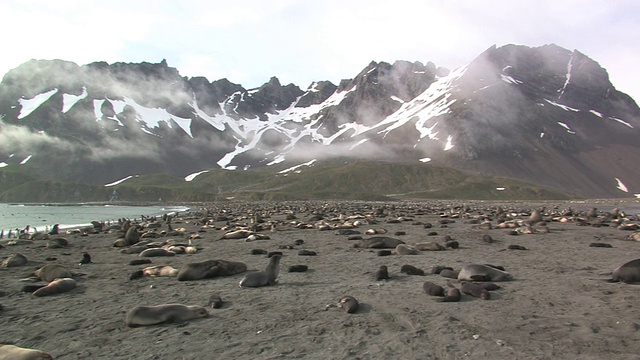 英国海外领地，南乔治亚岛，福克兰群岛，海滩上栖息着南方海狗(Arctocephalus gazella)视频素材