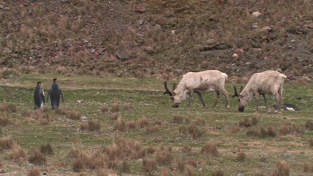 两只帝企鹅(Aptenodytes patagonicus)看着驯鹿(Rangifer tarandus)在田野里吃草，南乔治亚岛，福克兰群岛，英国海外领土视频素材