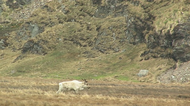 在南乔治亚岛，福克兰群岛，英国海外领土，驯鹿(Rangifer tarandus)走过草地视频素材