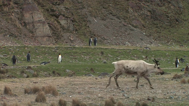 南乔治亚岛，福克兰群岛，英国海外领地，国王企鹅(Aptenodytes patagonicus)和一群驯鹿(Rangifer tarandus)视频素材