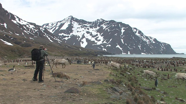 WS, Man拍摄王企鹅(Aptenodytes patagonicus)和驯鹿(Rangifer tarandus)群，海湾和山脉的背景，南乔治亚岛，福克兰群岛，英国海外领土视频素材