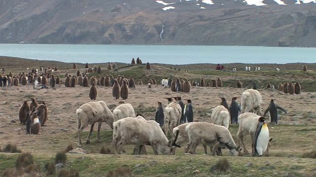 WS，国王企鹅(Aptenodytes patagonicus)和一群驯鹿(Rangifer tarandus)，海湾和山脉的背景，南乔治亚岛，福克兰群岛，英国海外领土视频素材