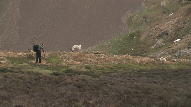 人拍摄驯鹿(Rangifer tarandus)放牧在岩石草地，南乔治亚岛，福克兰群岛，英国海外领土视频素材