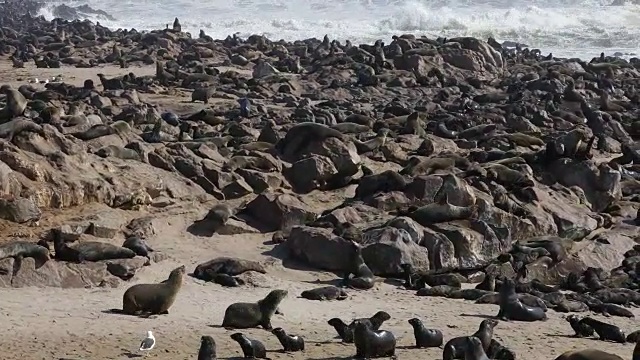 海豹殖民地-十字角视频素材