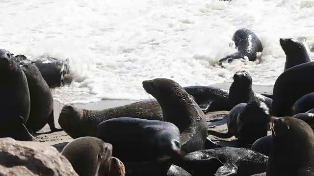 海豹殖民地-十字角视频下载