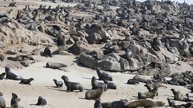 海豹殖民地-十字角视频素材