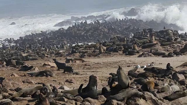 海豹殖民地-十字角视频素材