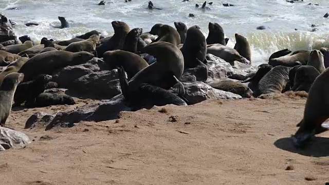 海豹殖民地-十字角视频下载