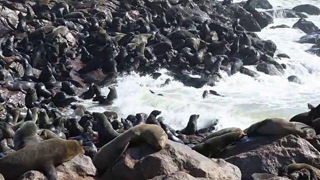 海豹殖民地-十字角视频素材