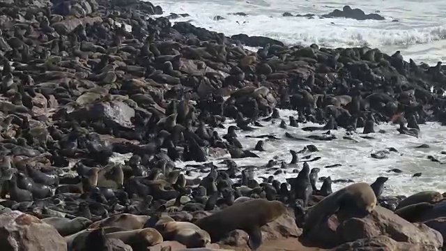 海豹殖民地-十字角视频下载