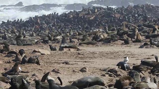 海豹殖民地-十字角视频素材