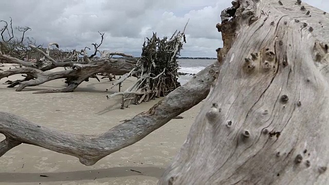 孩子们探索浮木海滩视频素材