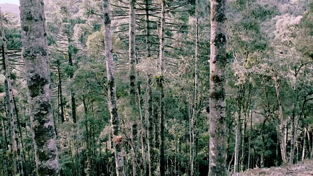 在曼提奎拉山脉的南洋杉森林内的全景摄像机。视频素材