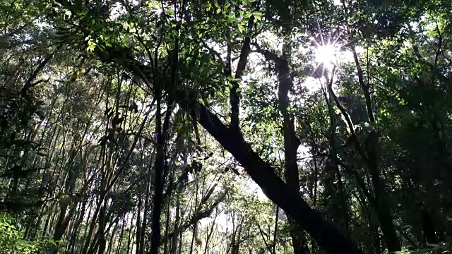 在高海拔的大西洋森林中，树干向上倾斜运动。视频素材