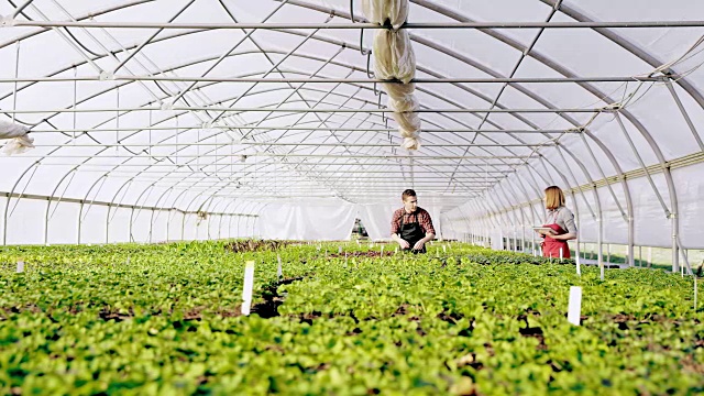 花商用一个平板分析温室里的花的生长情况视频素材