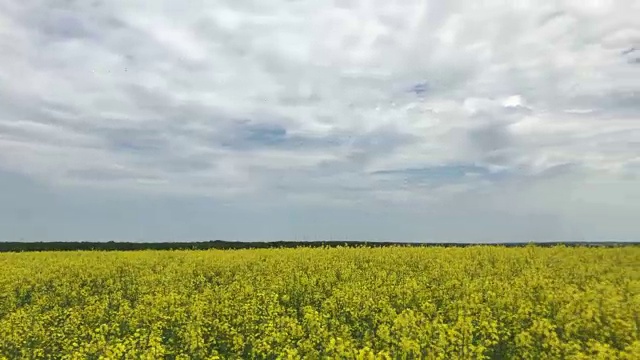 用筛子在田间淘出美丽的黄色油菜花视频素材