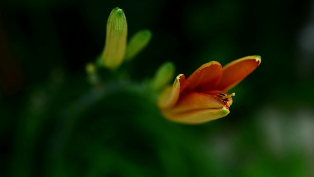 在野外盛开的黄花菜视频素材