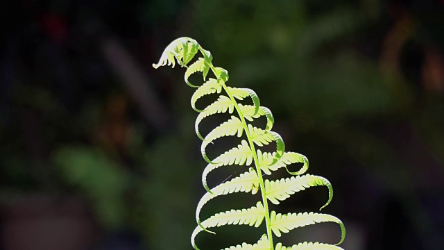 蕨类植物的绿色叶子视频素材