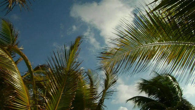 风吹着的椰子树的叶子/ Tulum，墨西哥视频素材