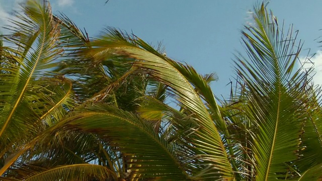 风中摇曳的棕榈叶/ Tulum，墨西哥视频素材