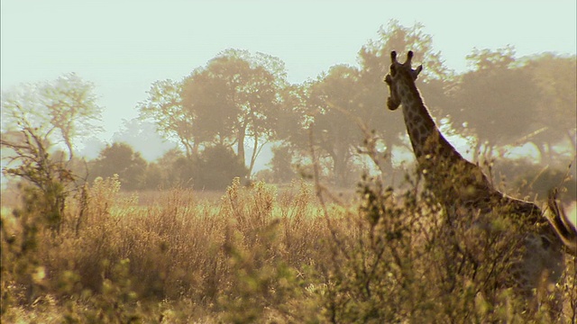 长颈鹿(长颈鹿camelopardalis)走过草原，奥卡万戈三角洲，博茨瓦纳视频素材